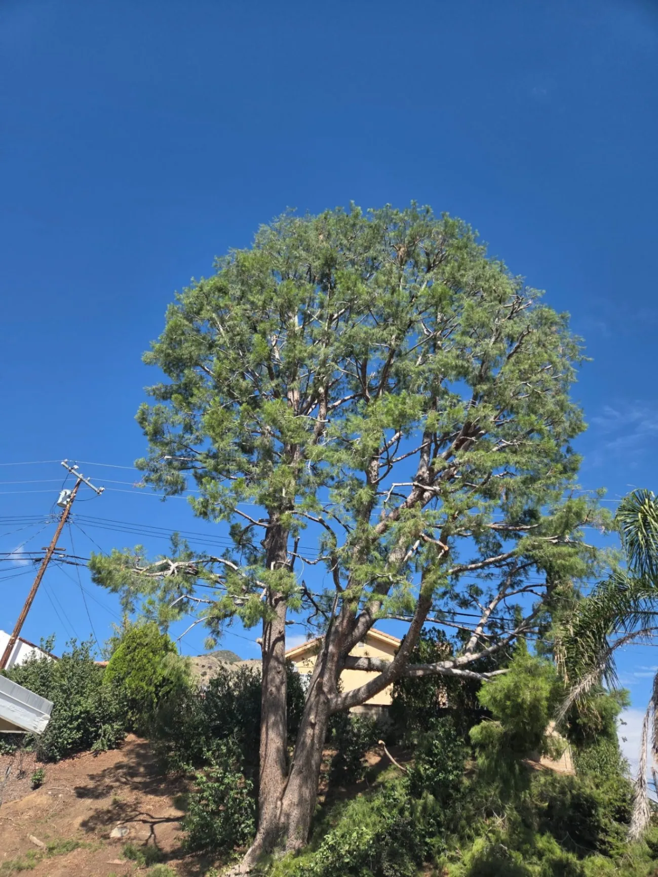 Image showing {dataGlobal.name}