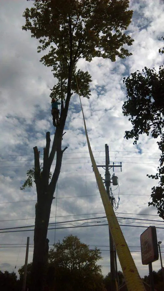 Tree Services