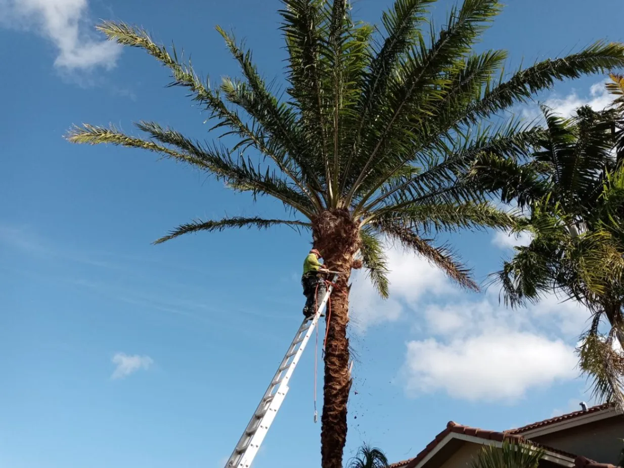 Gallegos Lawn Services LLC