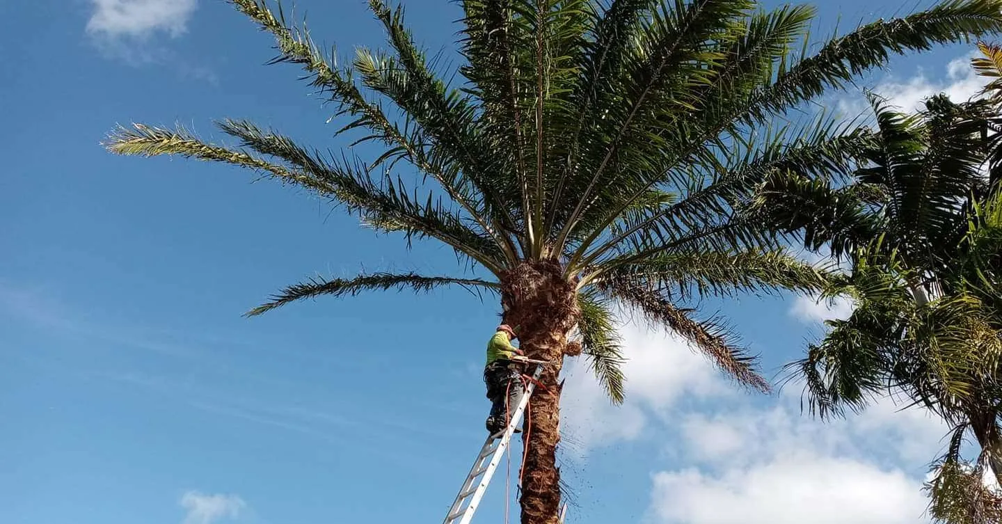 Gallegos Lawn Services LLC