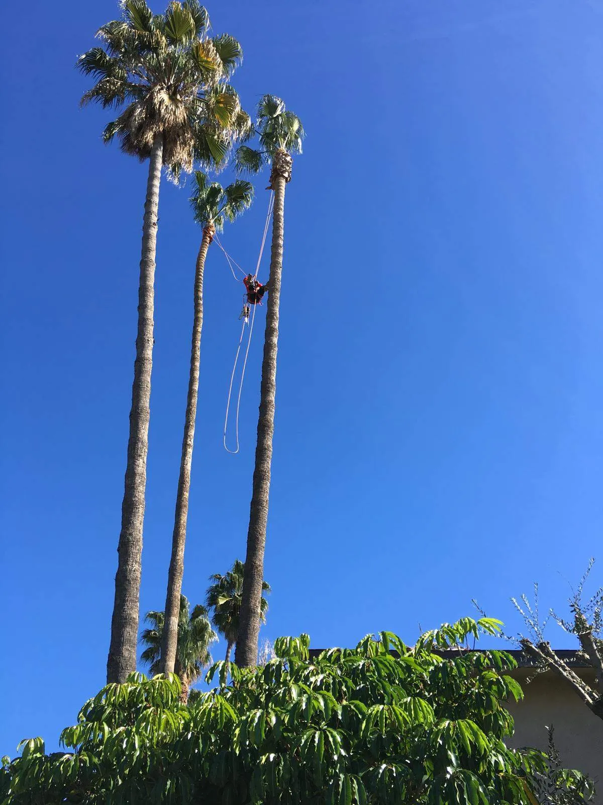 Tree Service