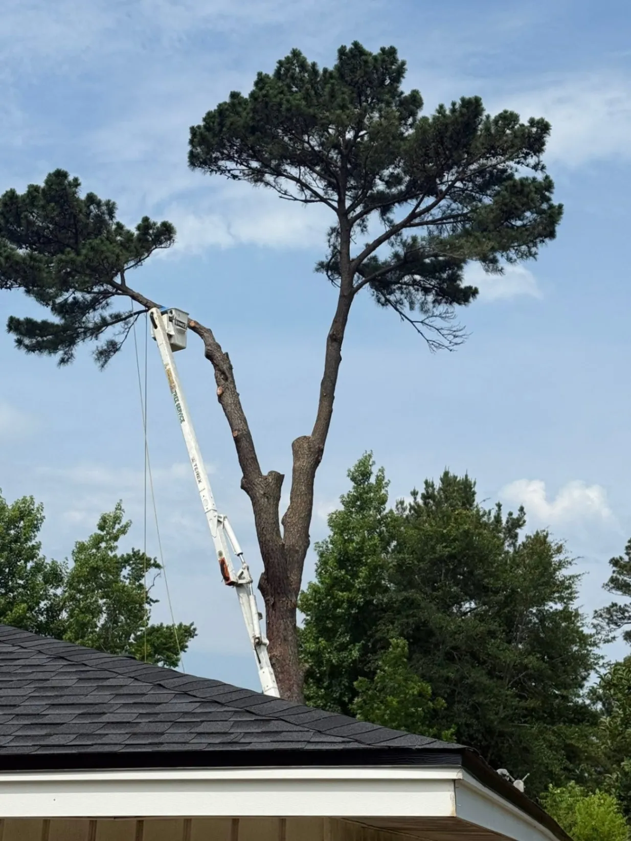 Dedicated Tree and Landscape Care - avatar