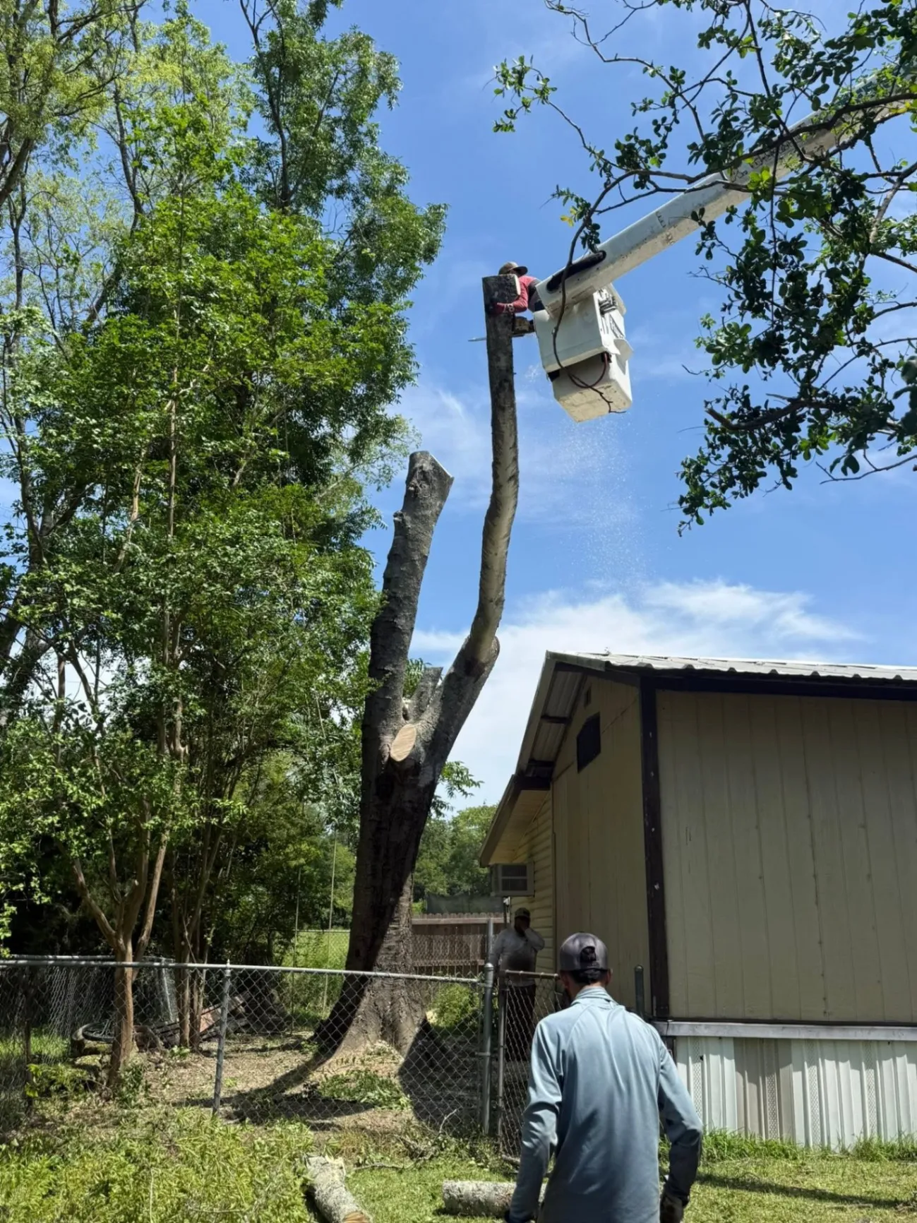 Dedicated Tree and Landscape Care - banner