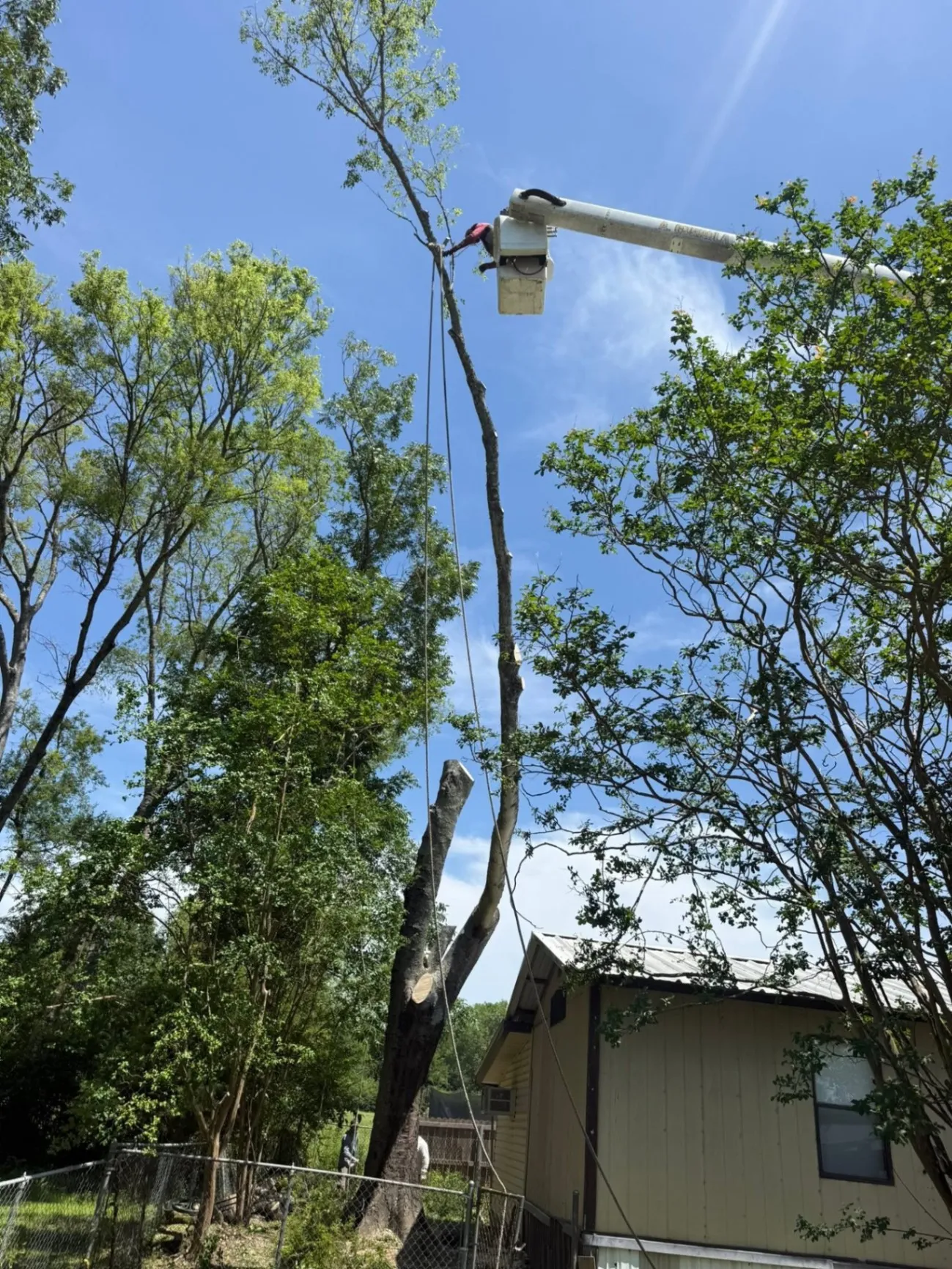 Expert Tree and Outdoor Services 4