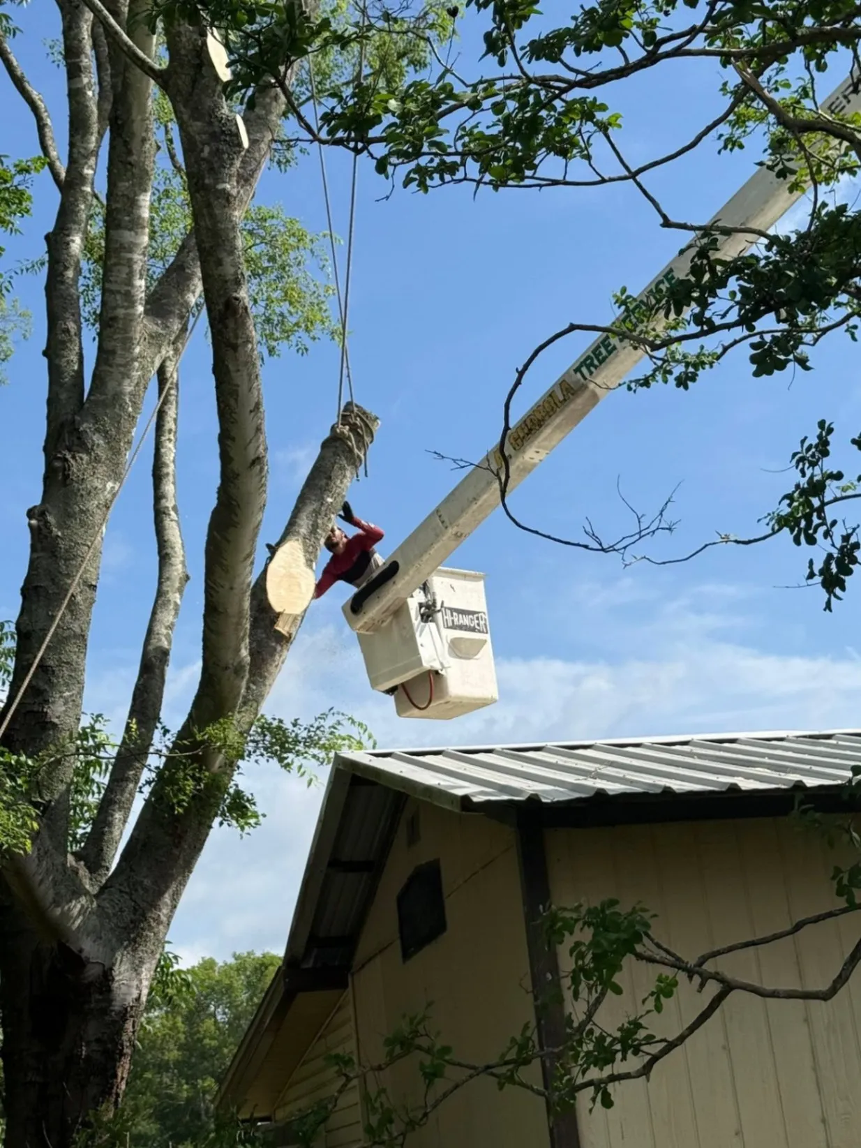 Expert Tree and Outdoor Services