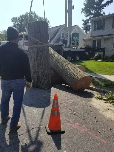 Slide 2 — Expert Tree and Landscaping Solutions