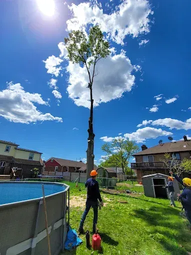 Your Trusted Tree Care Experts - avatar