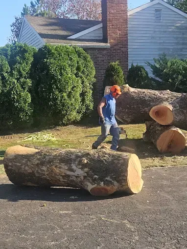Your Trusted Tree Care Experts - banner