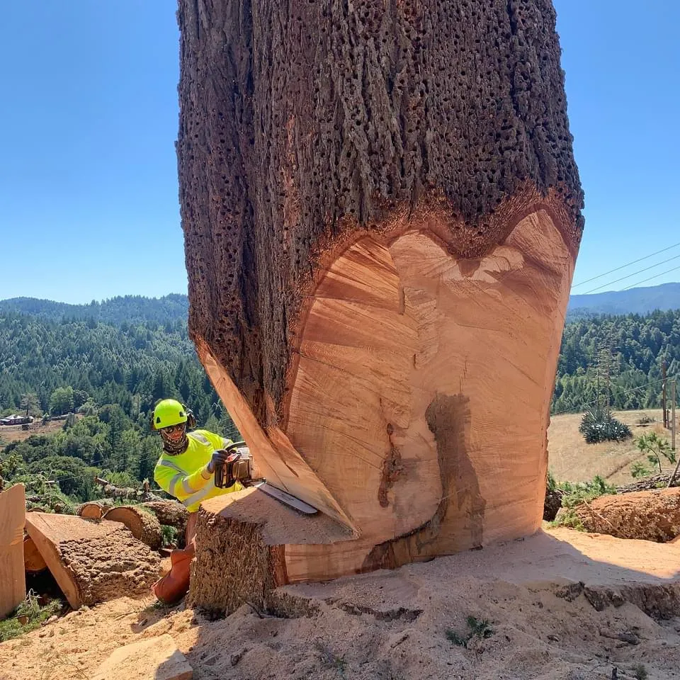 Tree Removal