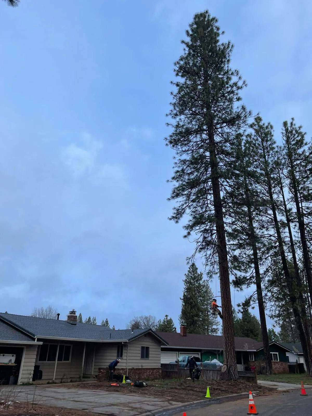 Tree Pruning & Trimming