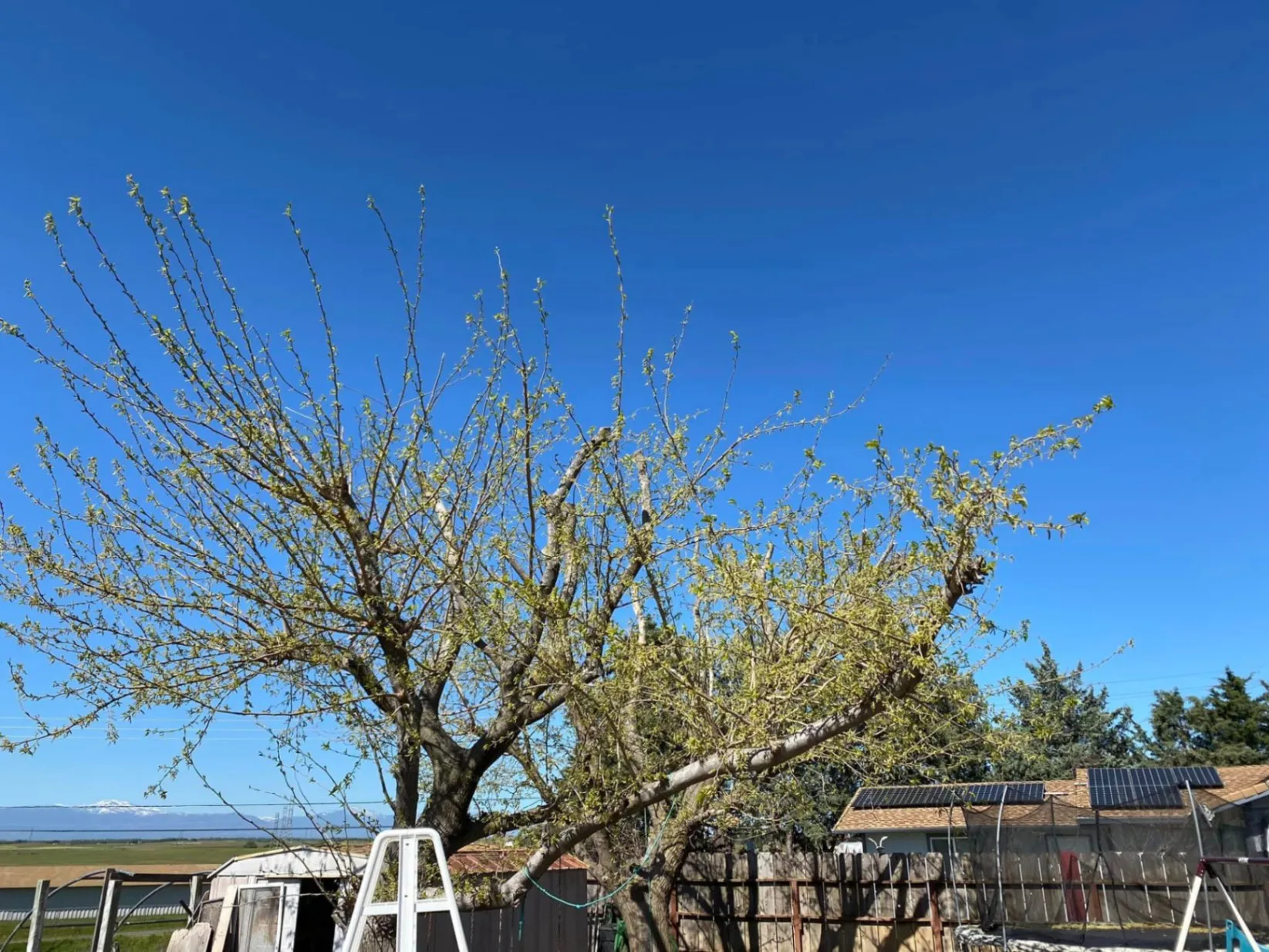 Master Skill Tree Service Inc