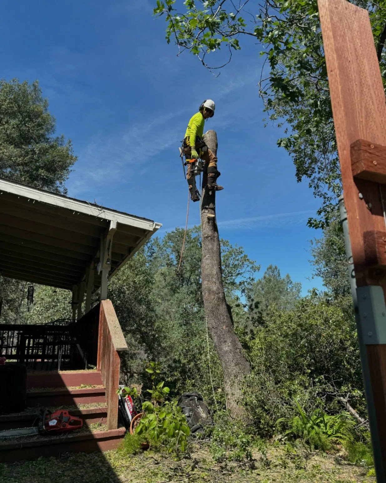 Tree Services