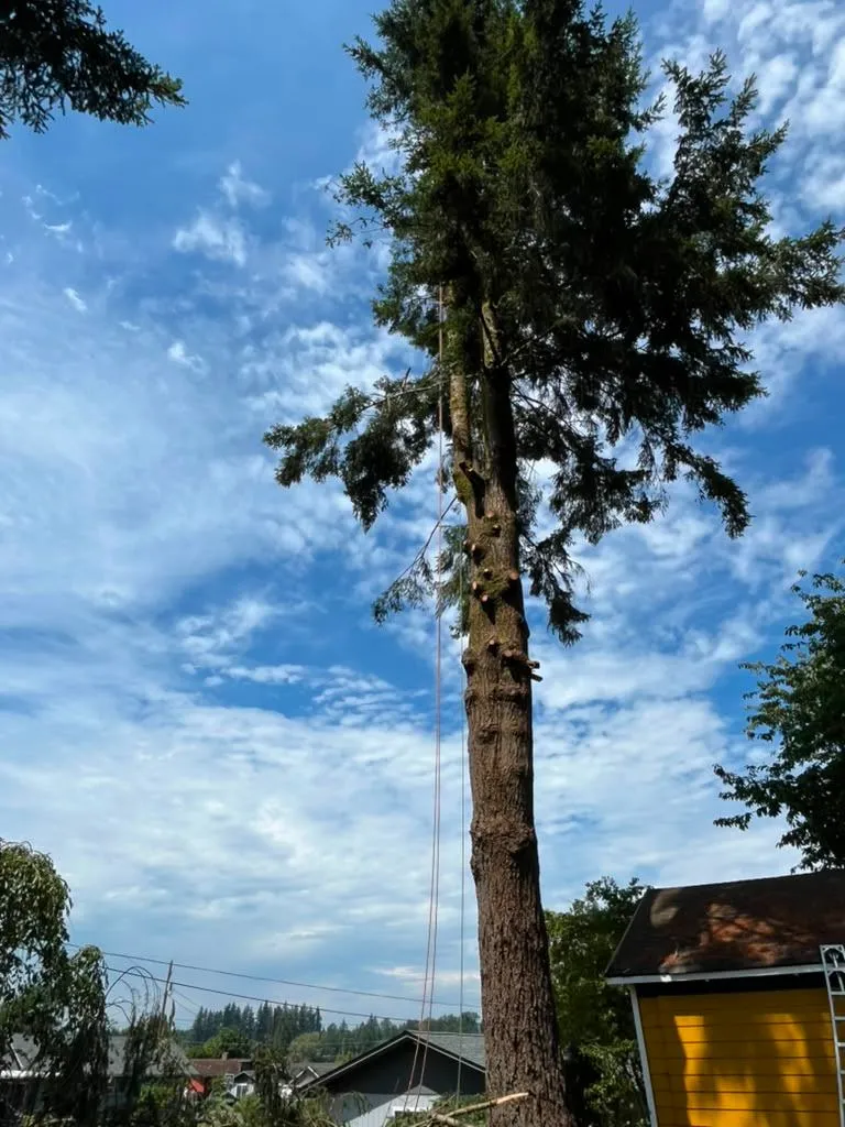 Tree Services