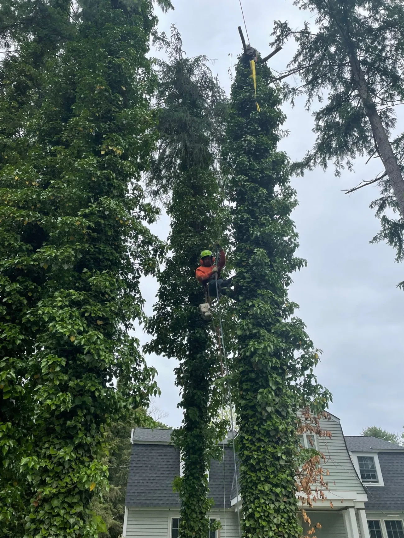 Tree Services