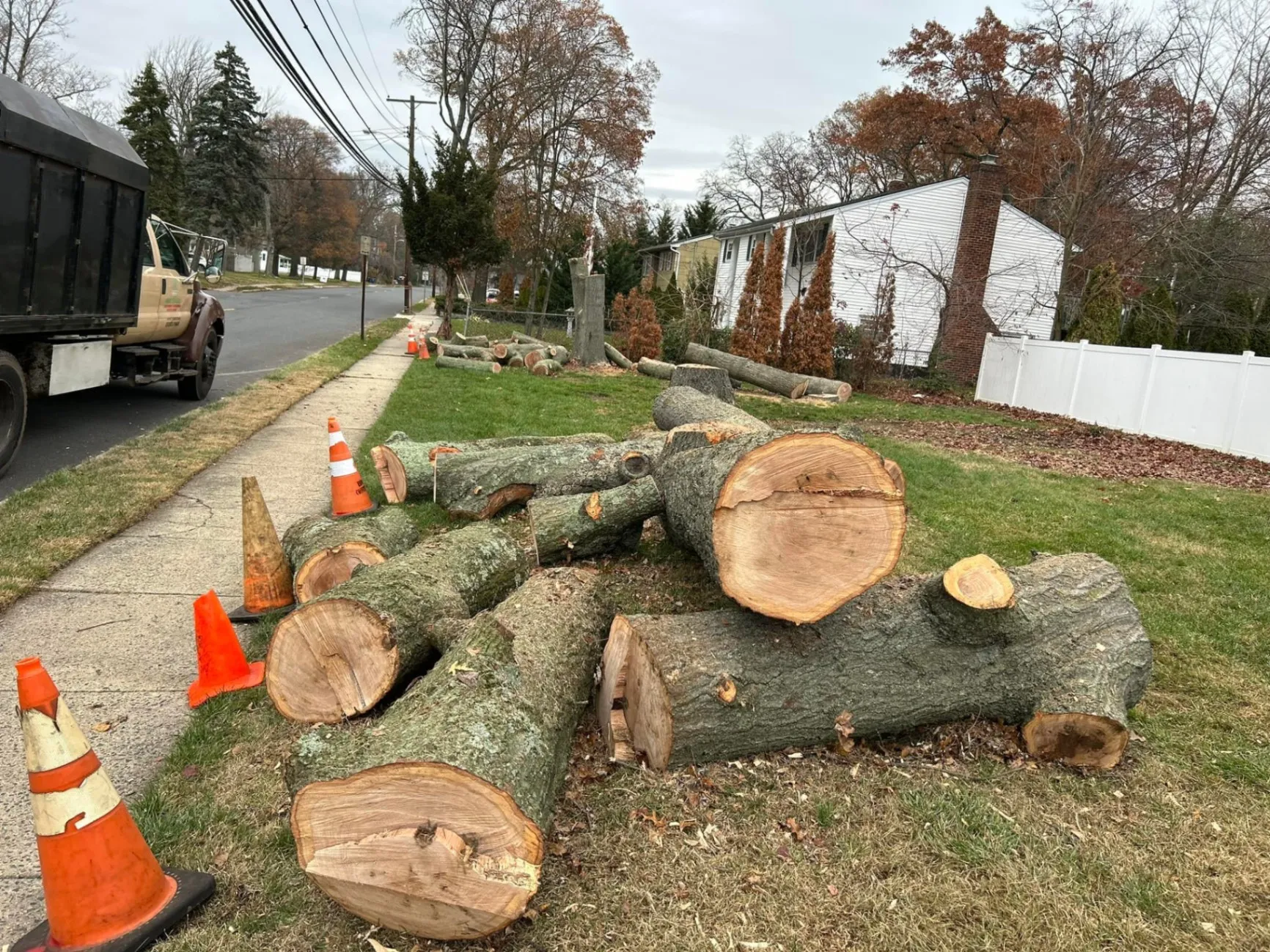 Tree Removal