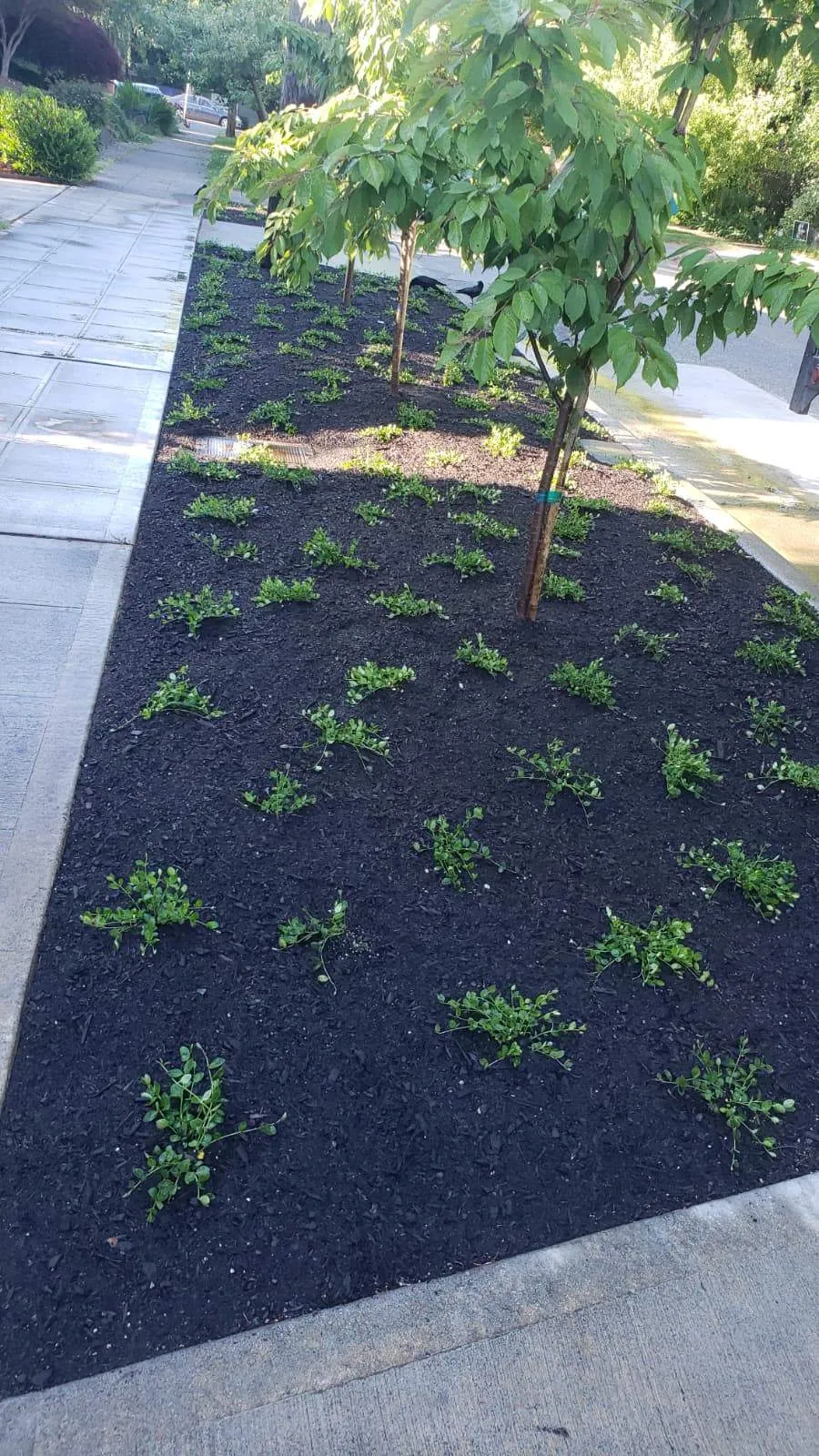 Tru Ocean Solutions Landscaping LLC