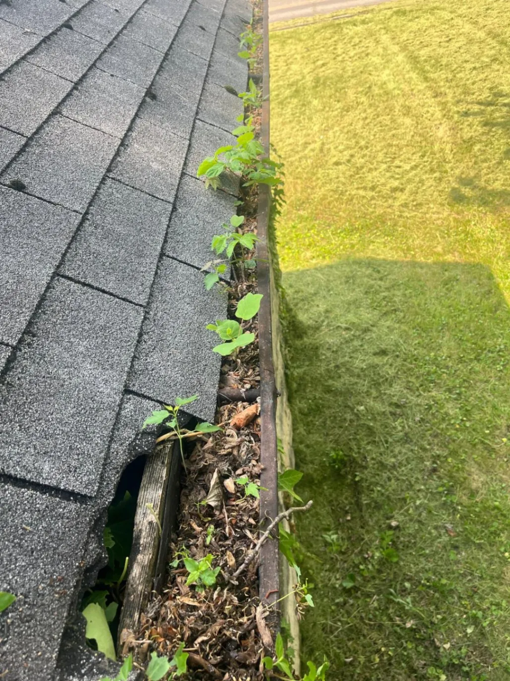 Gutter Cleaning