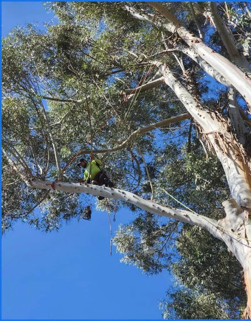 Residential Tree Services