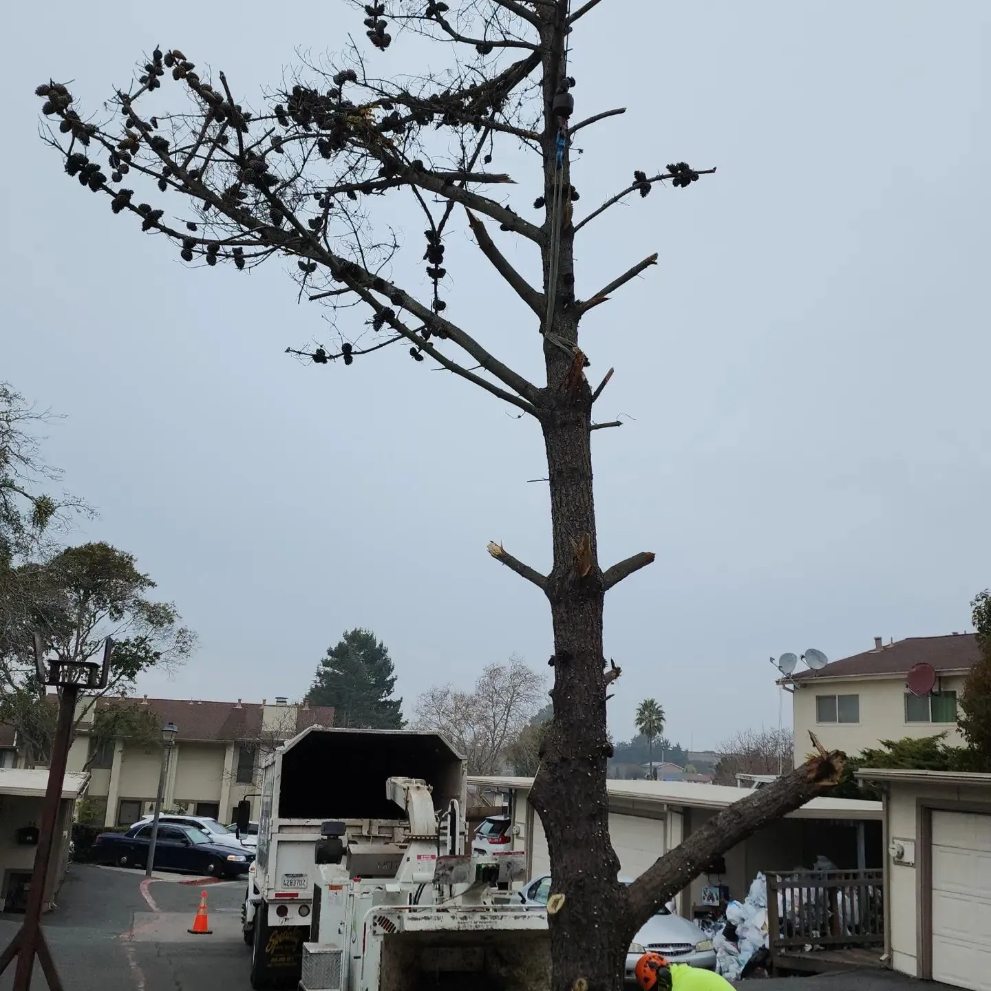 Emergency Tree Removal Services