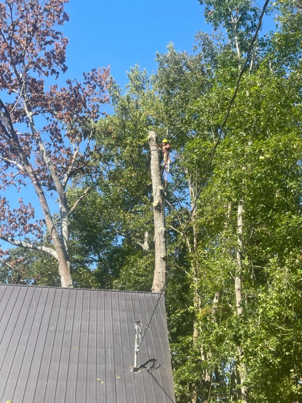 Tree Removal Services