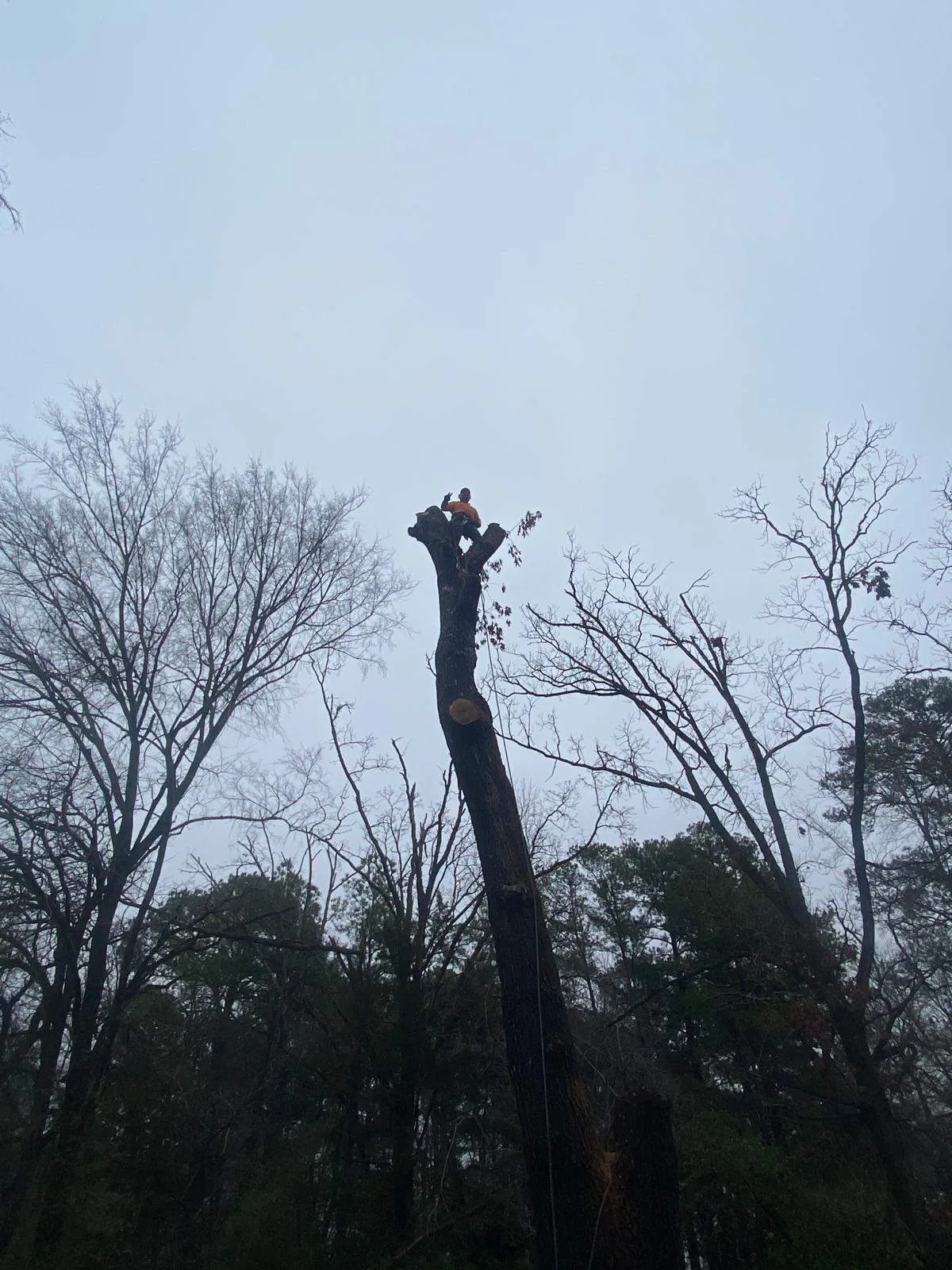 A Cut Above in Tree Service