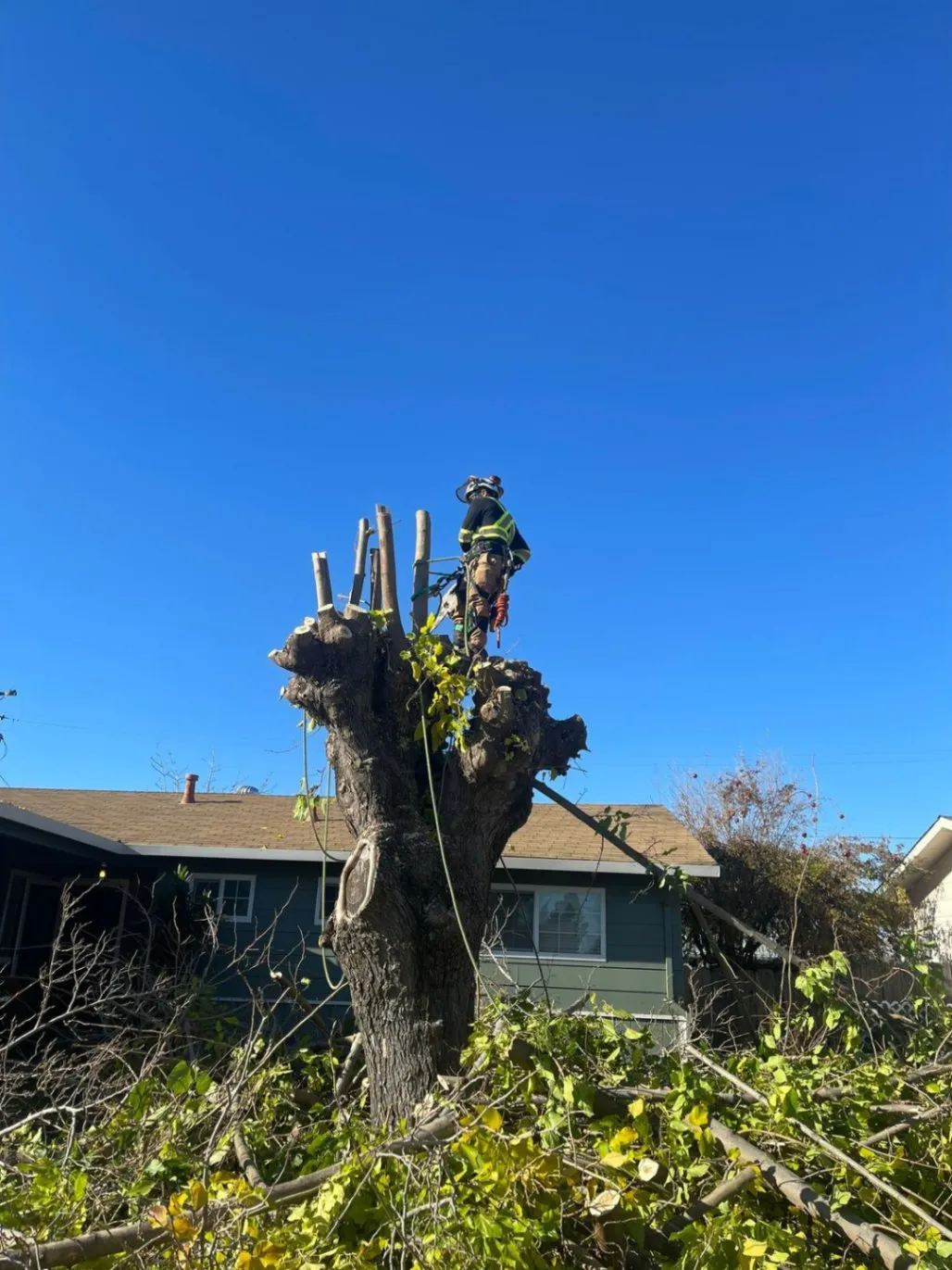 Aguilar's Tree Services