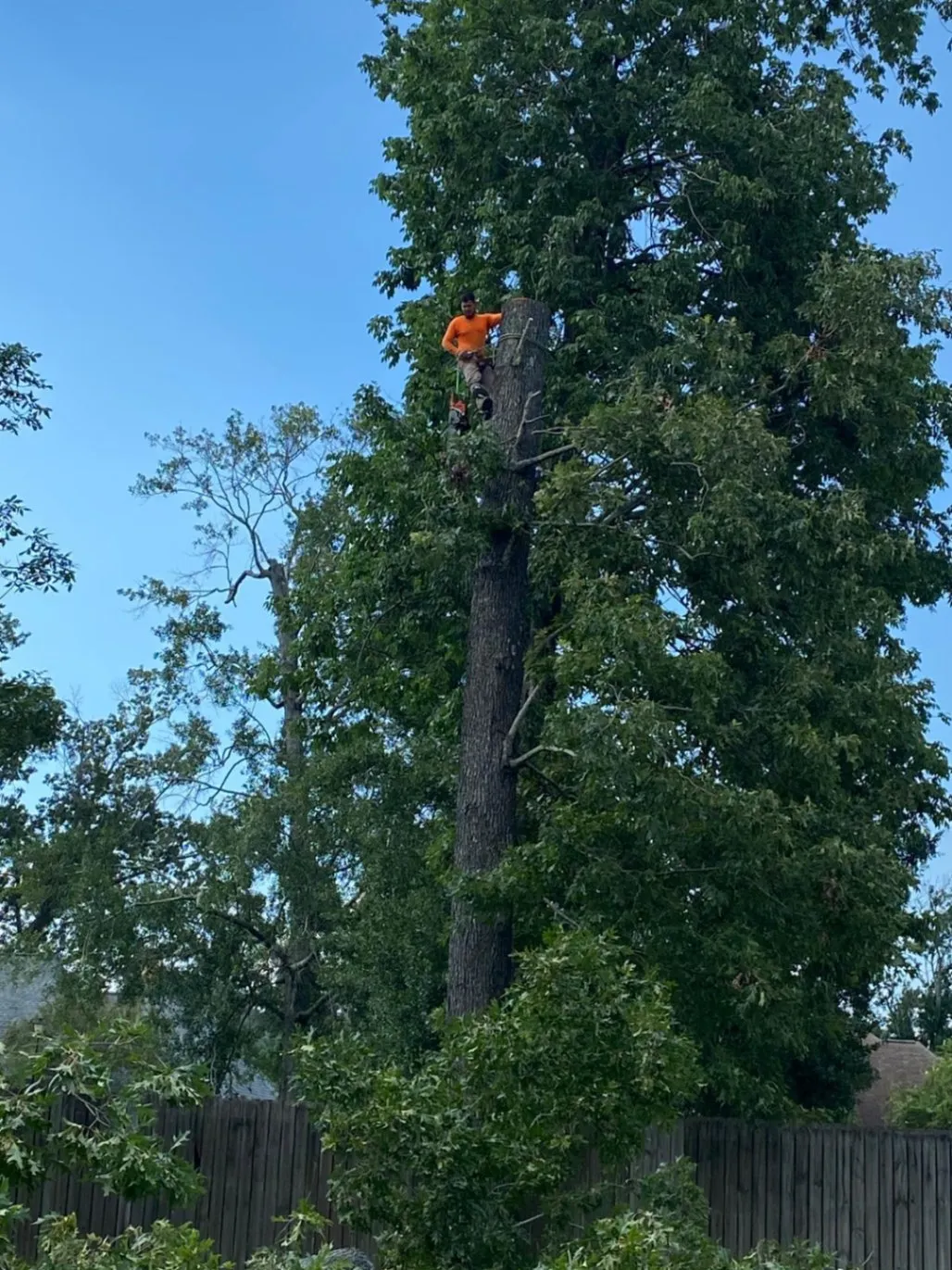Tree Trimming