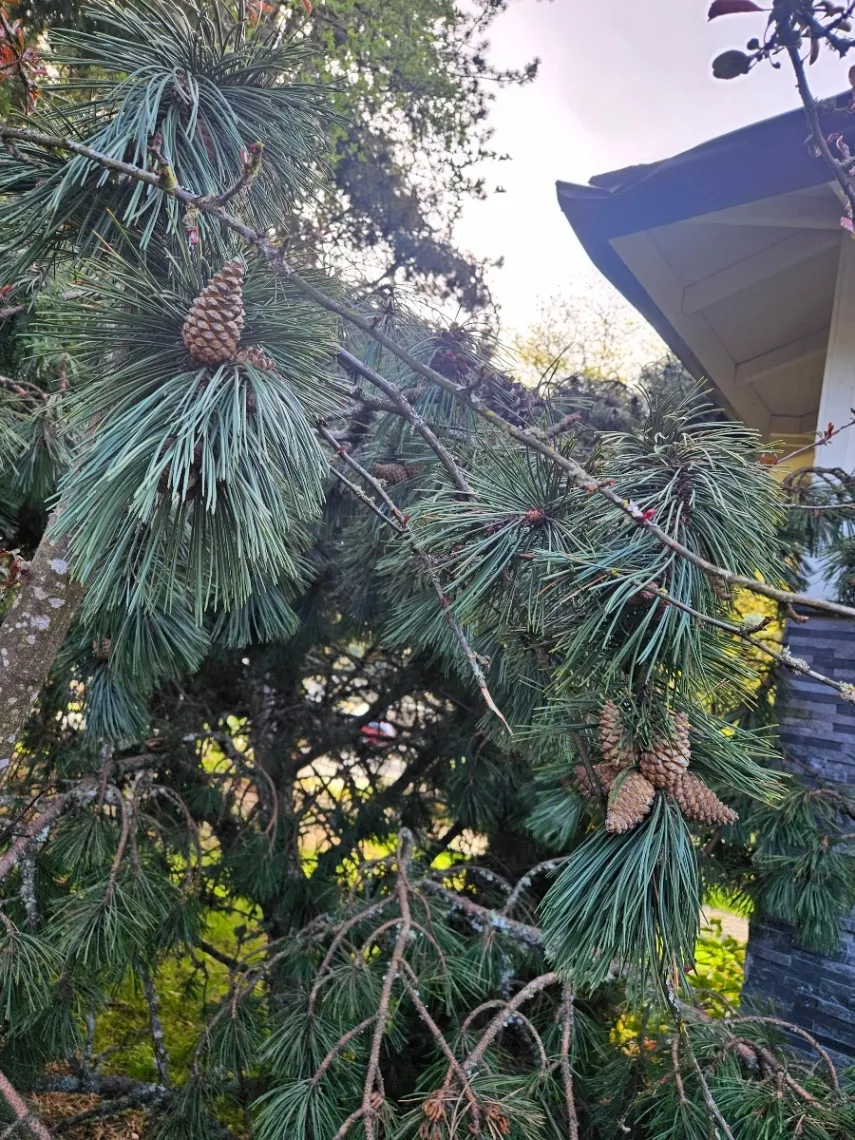 Tree Service