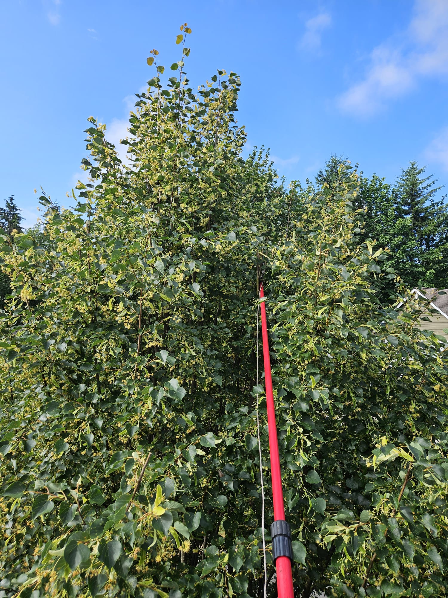 Tree Trimming
