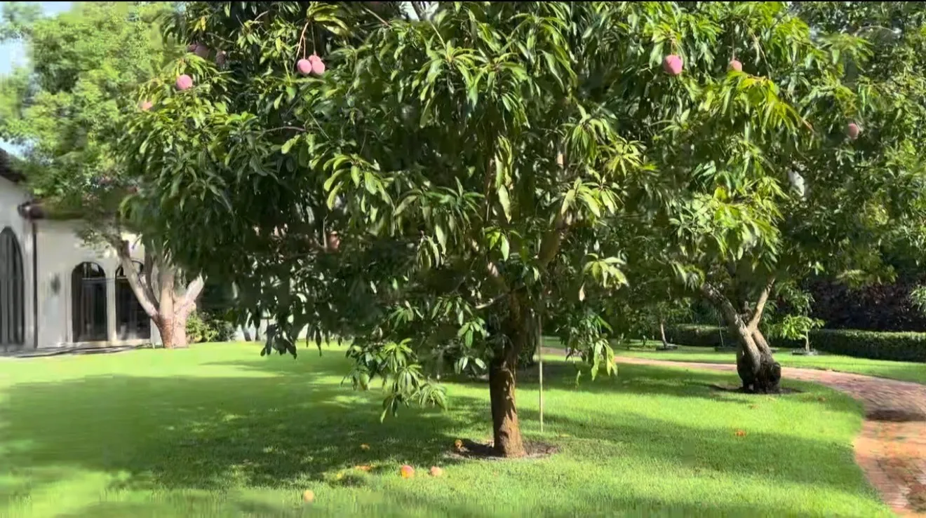 Effective Pest and Lawn Care Solutions 4