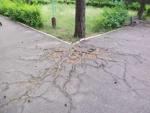 Root Barrier Installation