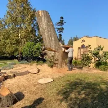 Tree Services