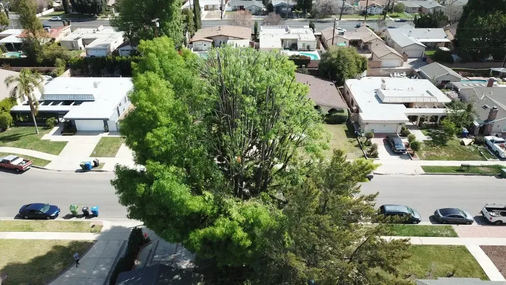 Crown Thinning and Reduction