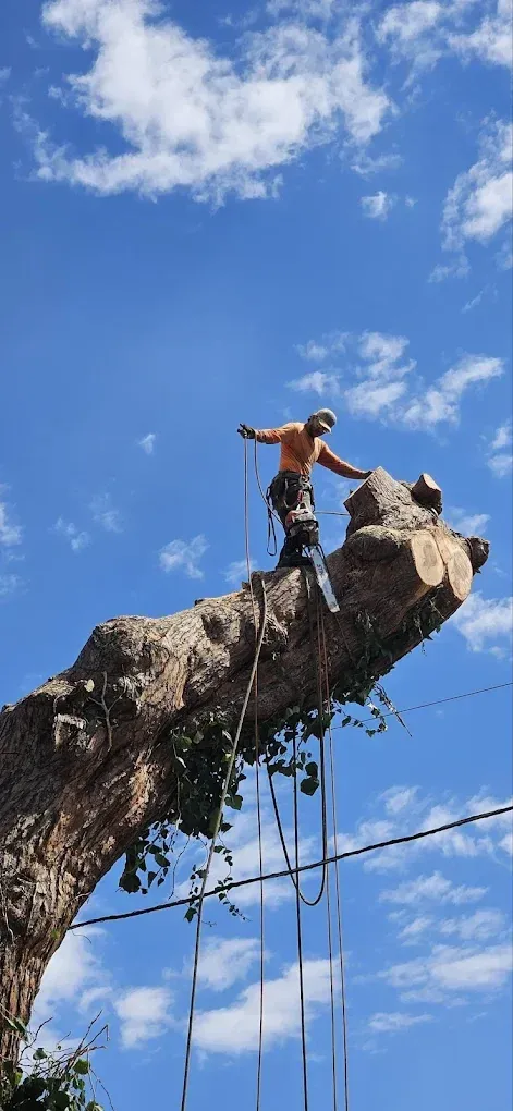 Dangerous Tree Trimming and Removal