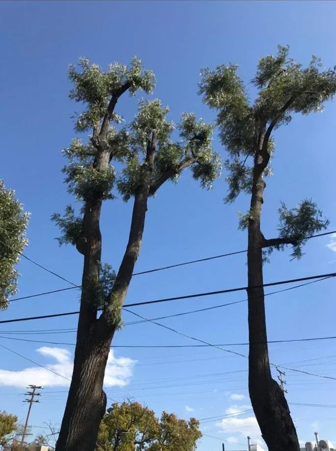 Especially in Oak Tree Trimming and Maintenance