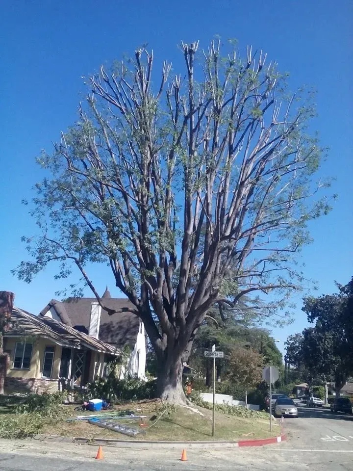 Crown Reduction and Thinning