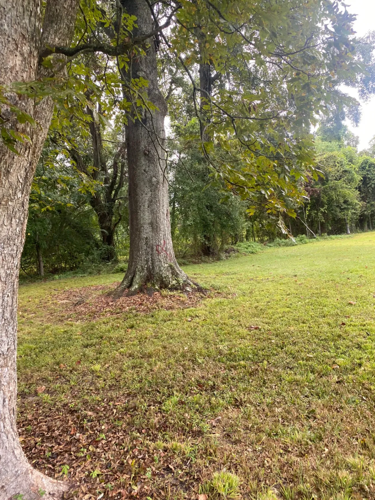 Red sports car on road