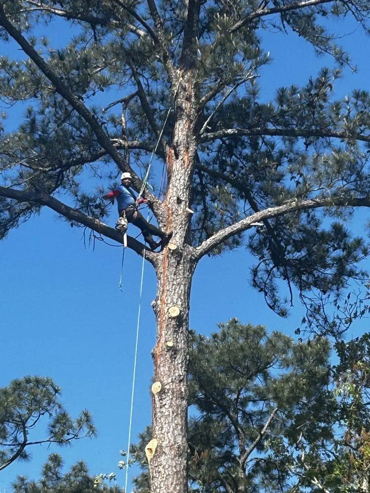 Tree Pruning