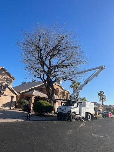 Tree Trimming