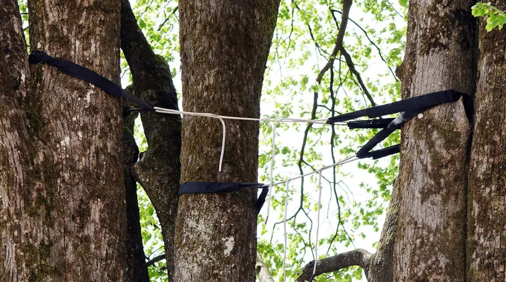 Tree Removal