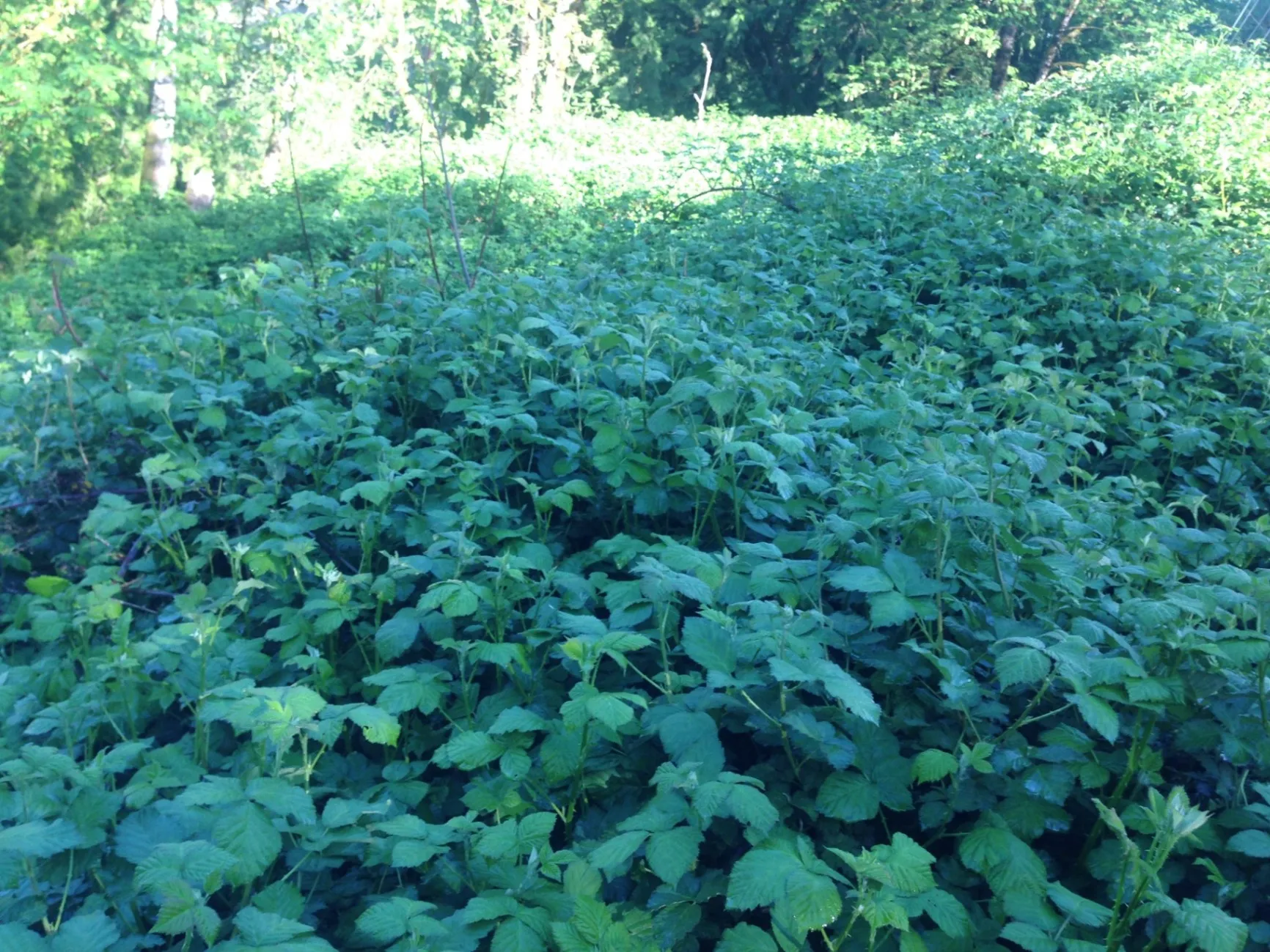 Ivy and Blackberry Removal