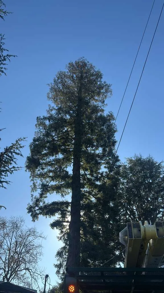 JB General Tree Service