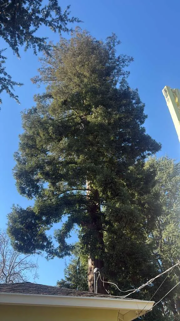 JB General Tree Service