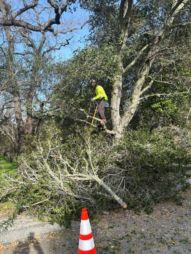 JB General Tree Service