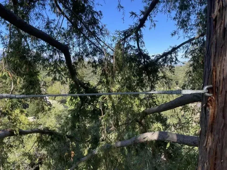 Tree Cabling and Bracing