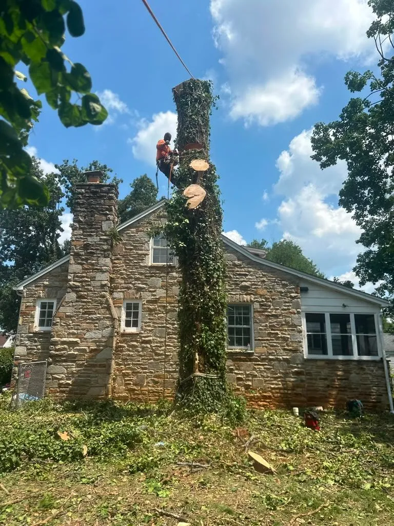 ALY Tree Services & Landscaping 1
