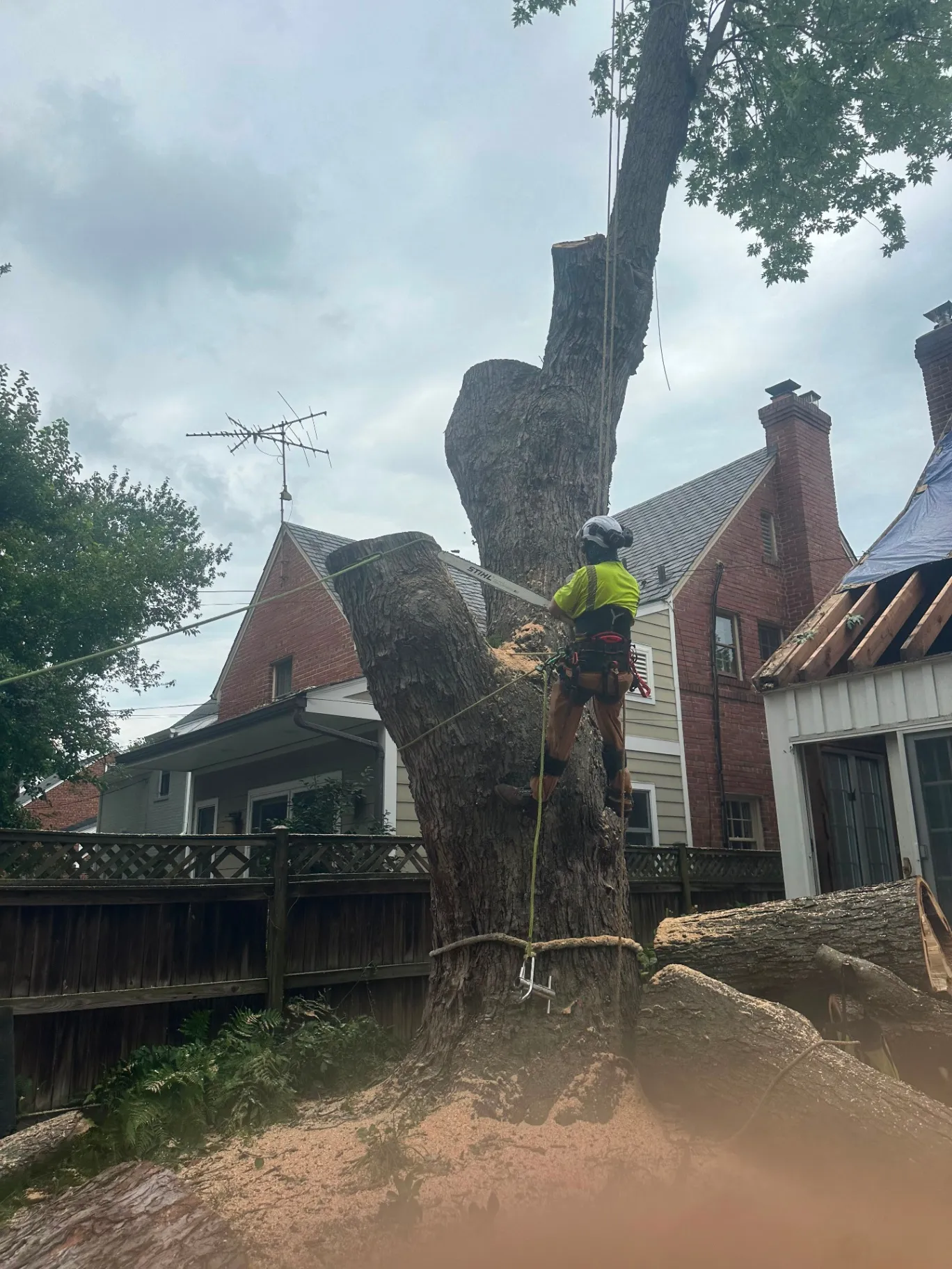 Tree Pruning