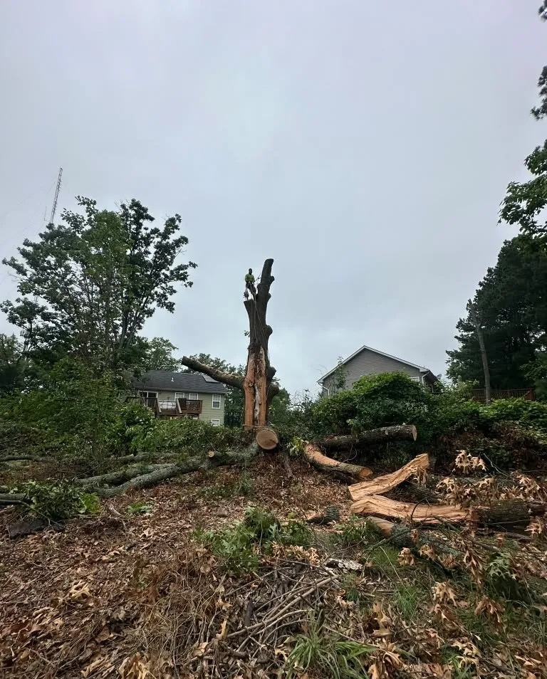 Tree Removal Services