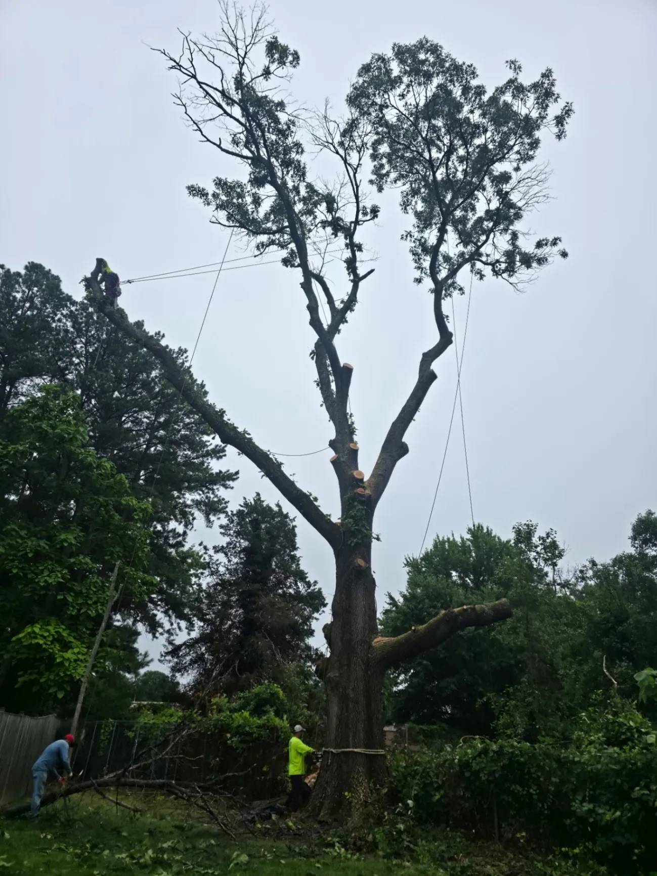 Tree Trimming Services
