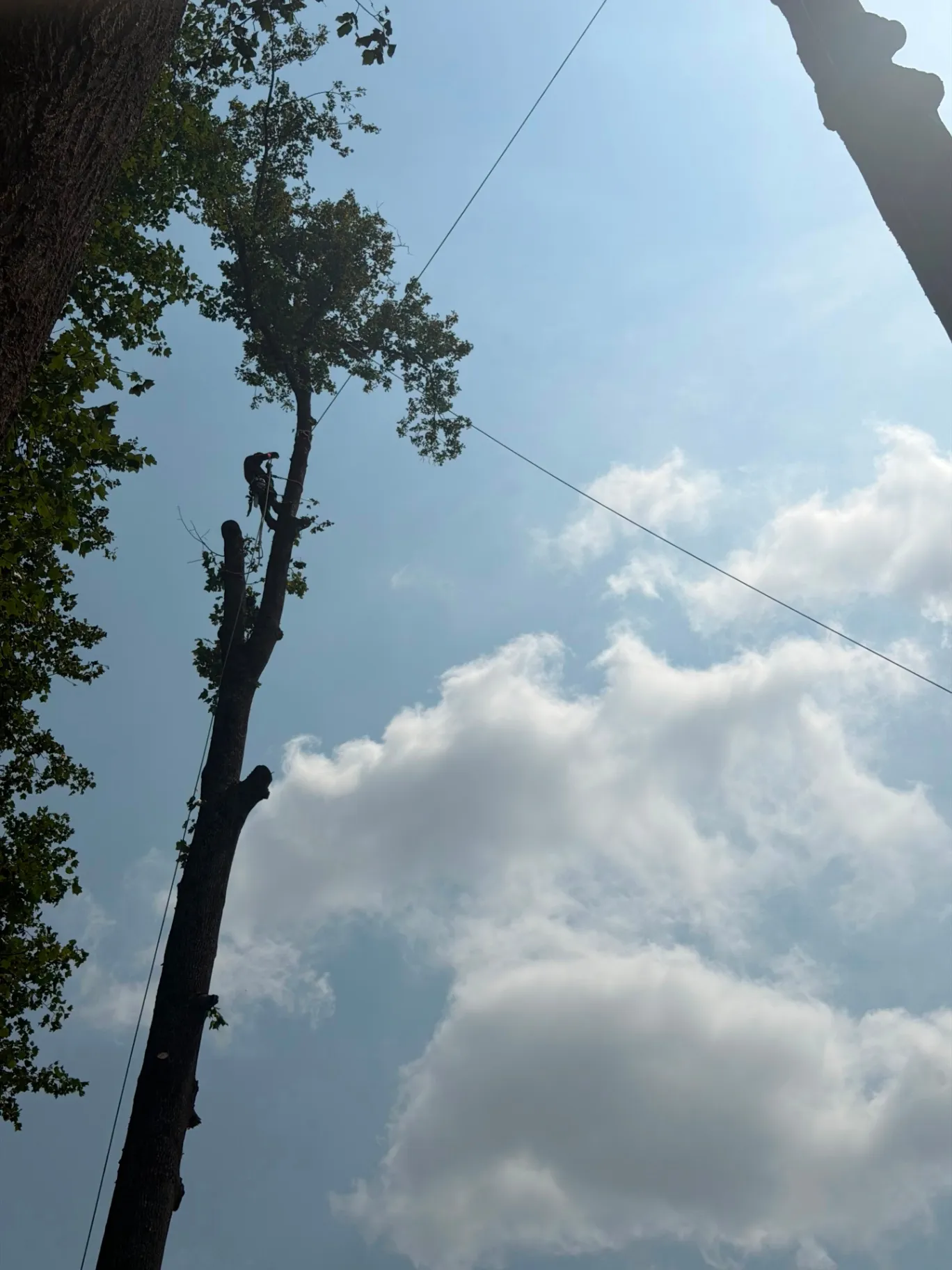 ALY Tree Services & Landscaping 3